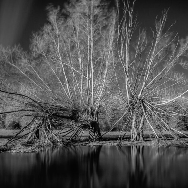 03-04-2023 - Dedham-9946