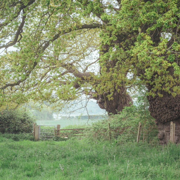 05-22 - Freston -2114
