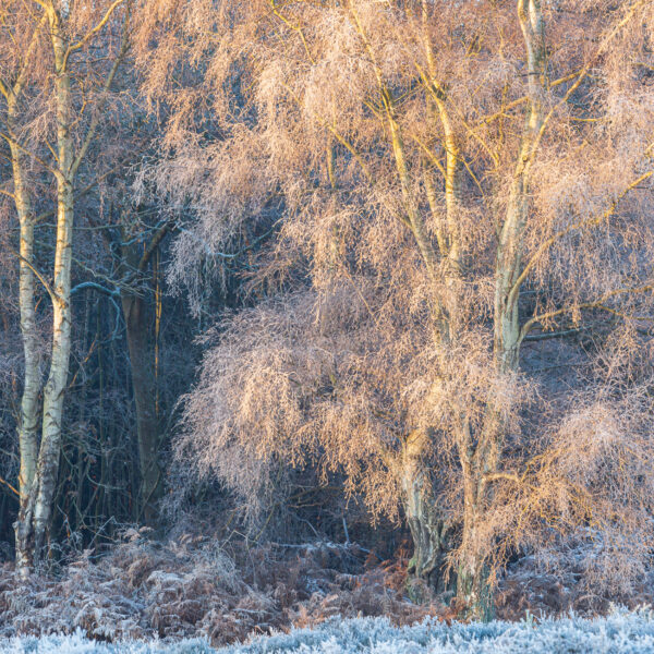 20-12-2022 - Blaxhall -3738