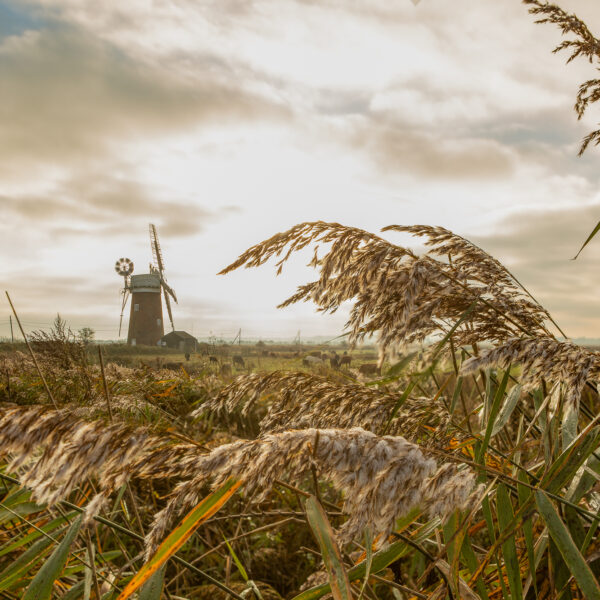 23-11-2022 - Horsey Wind Pump-