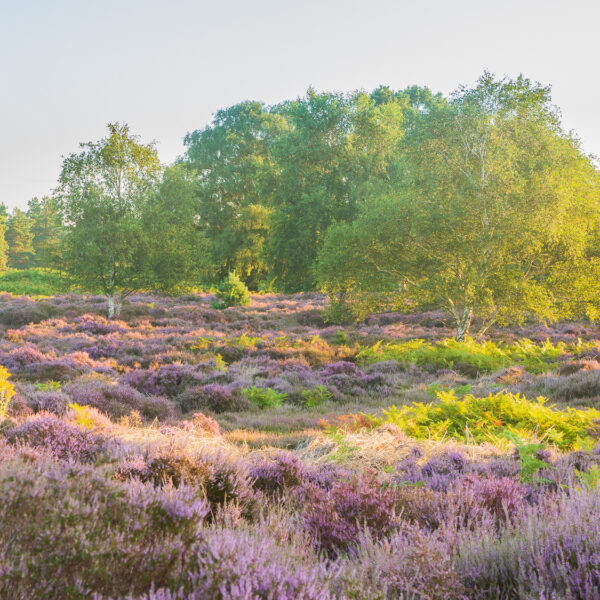 Amethyst, Sutton Heath