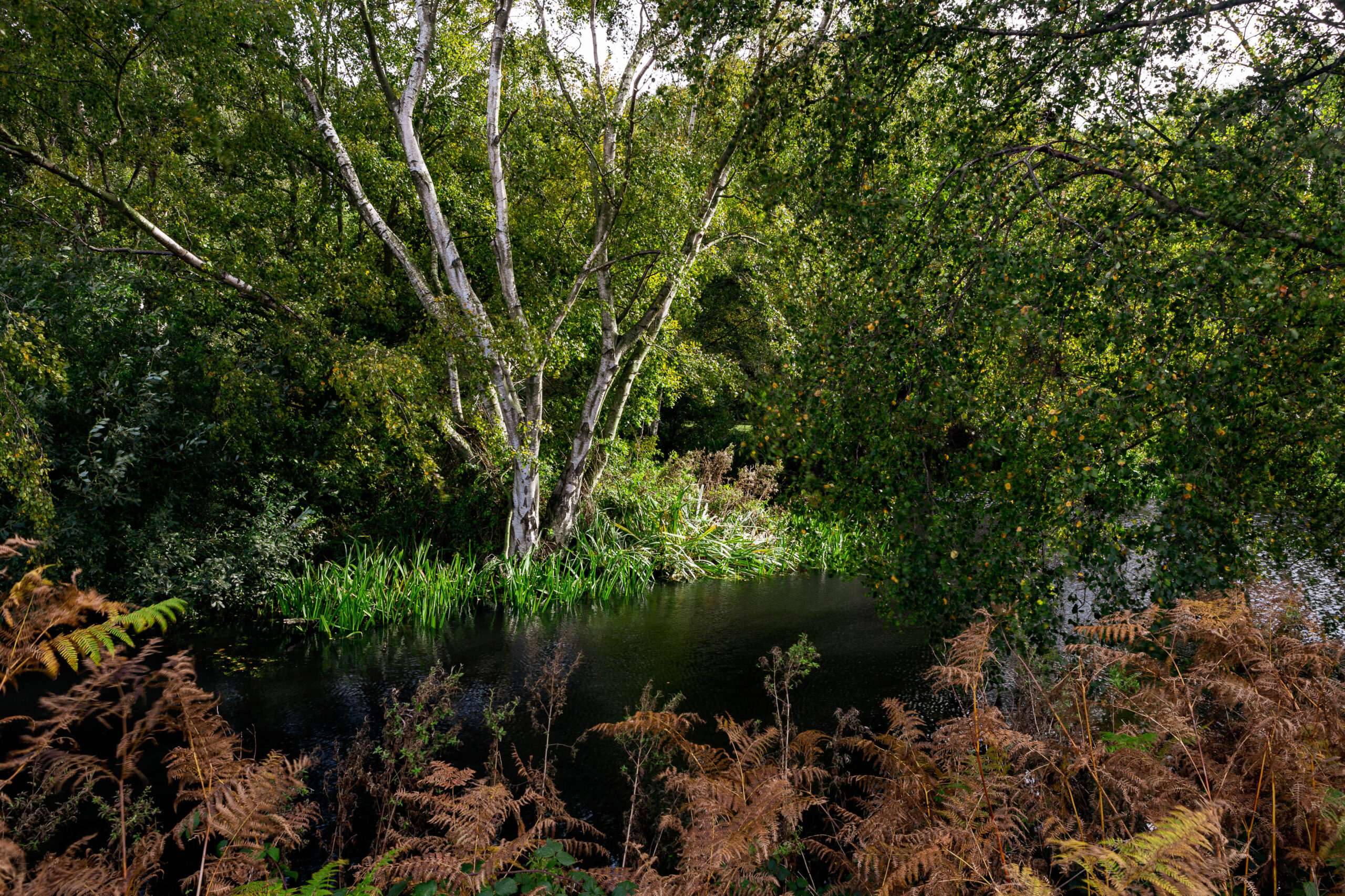 Evolution, Suffolk