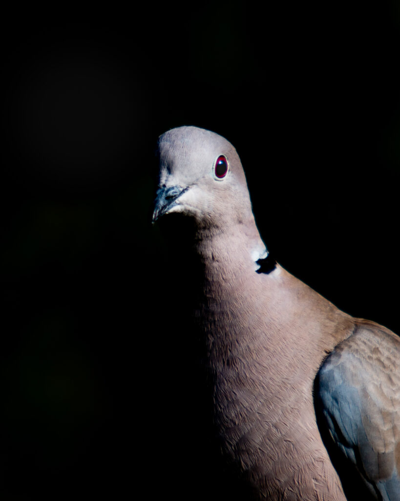 Collared, Ipswich, Suffolk