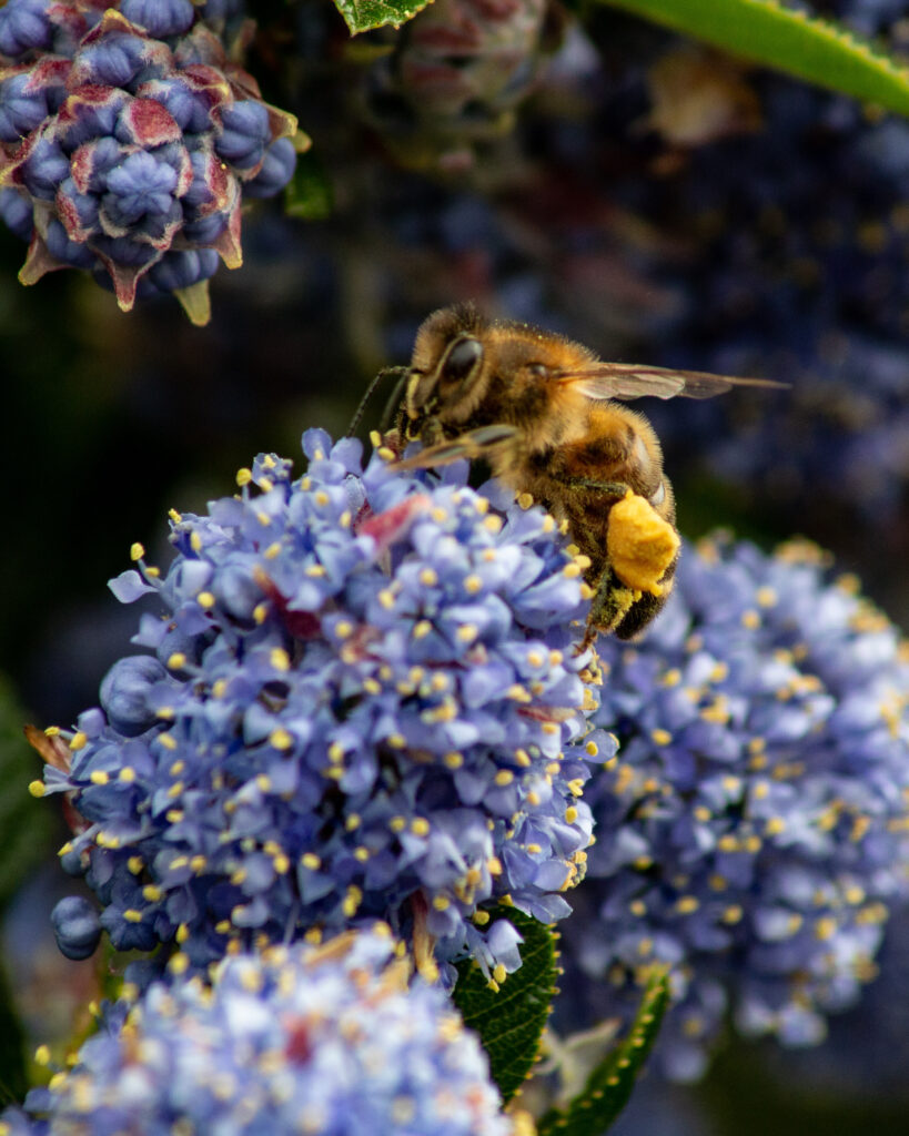 Pollinators, Ipswich, Suffolk