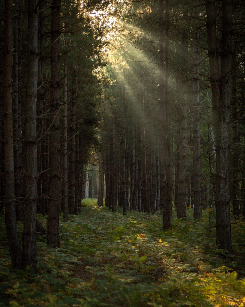 Shepherd, Rendlesham Forest, Suffolk