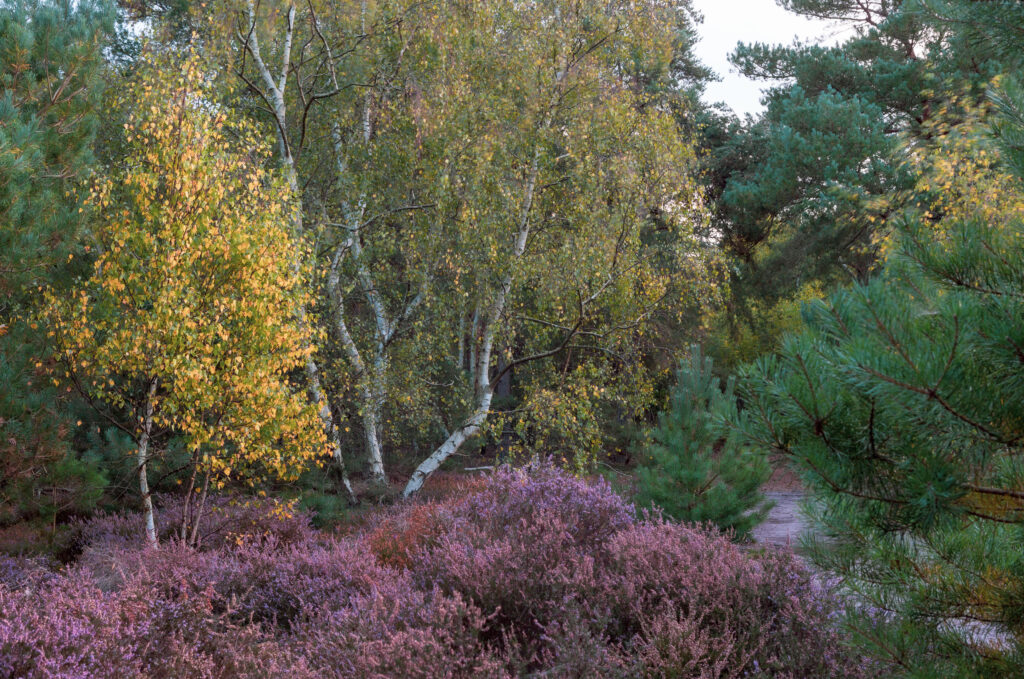 Wavering, Tunstall Forest, Suffolk