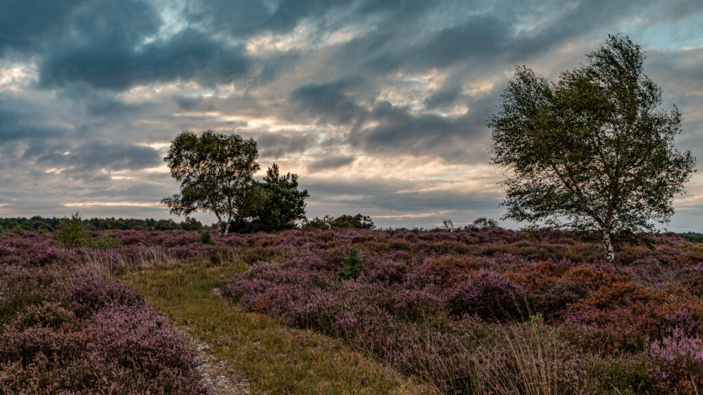 Violet, Westleton Heath, Suffolk