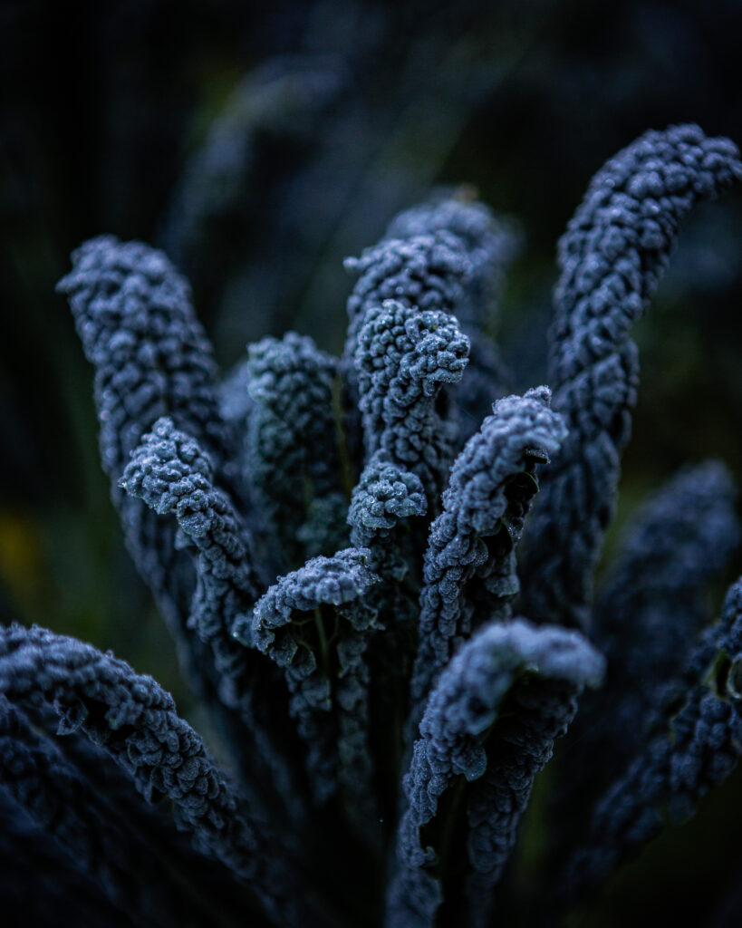 Cavolo nero, Finch Field