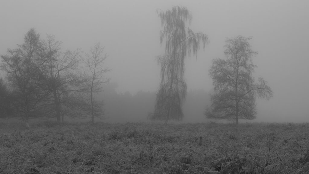 Woodland 2, Suffolk