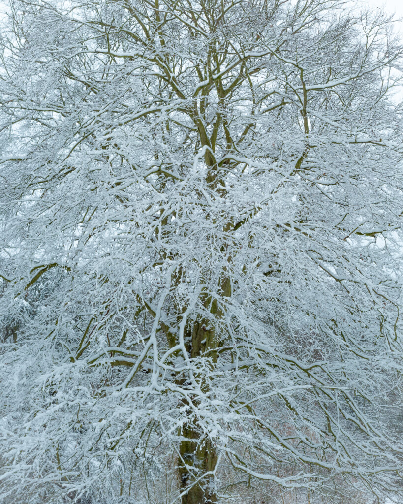 Overcoat, Holywells Park