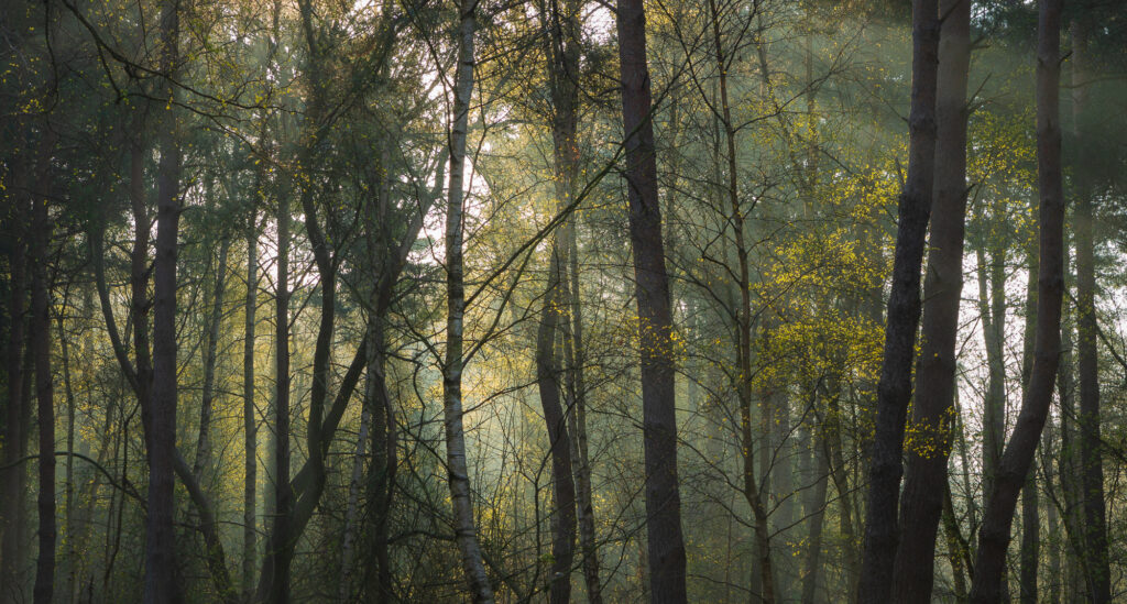 Solemnity - Trees in a woodland at sunrise. with light and subtle dancing light