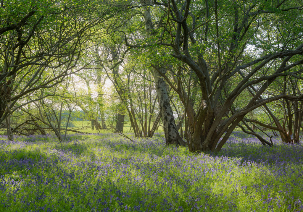 Susurrus - Woodland Photograph at sunrise, with hazel trees and bluebells in Suffolk