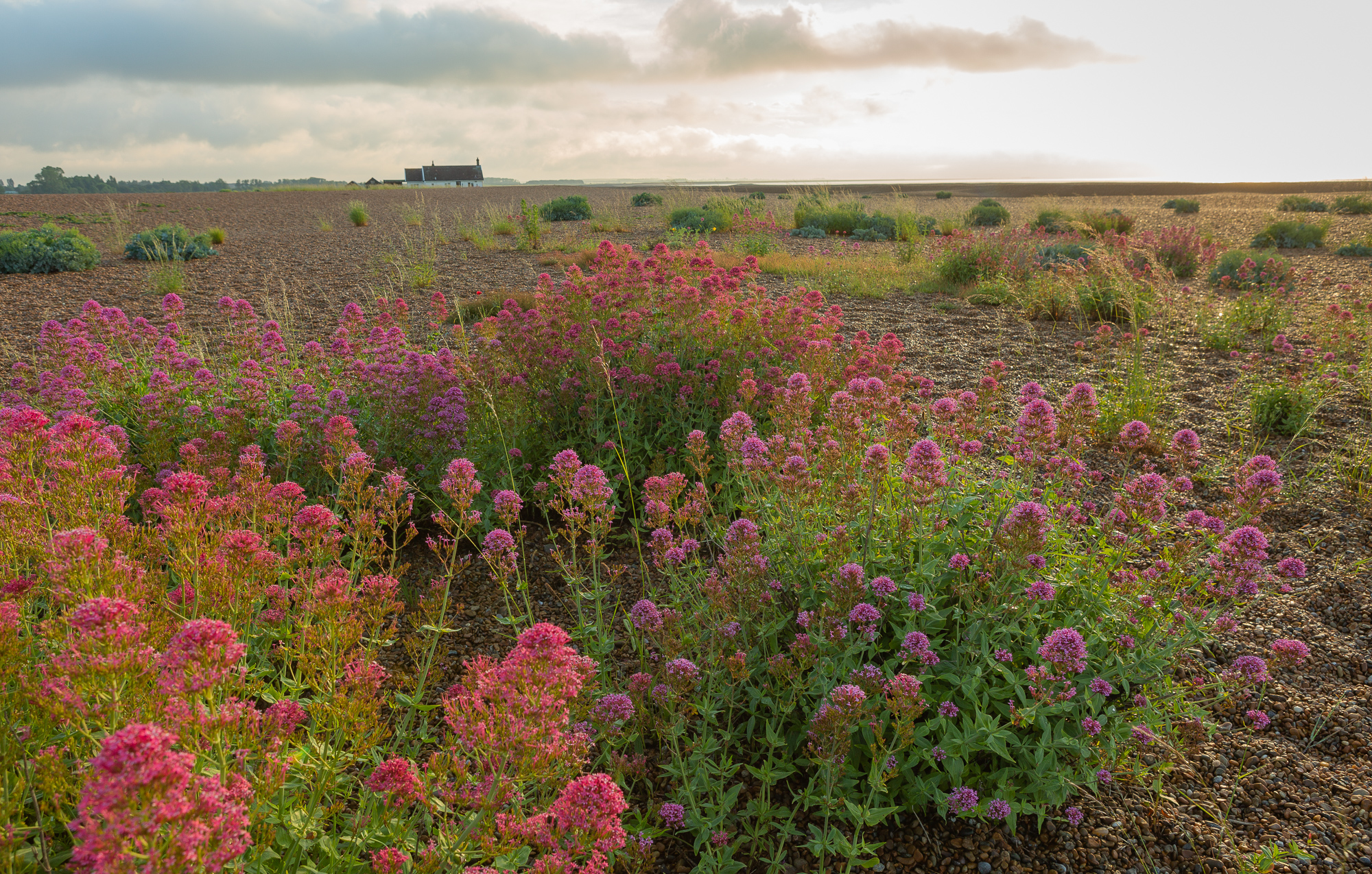 Carmine, Shingle Street, Suffolk