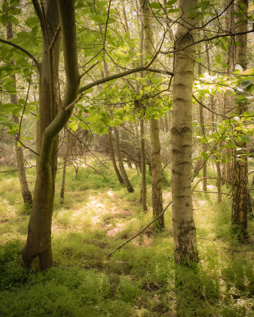 Enamor, Suffolk