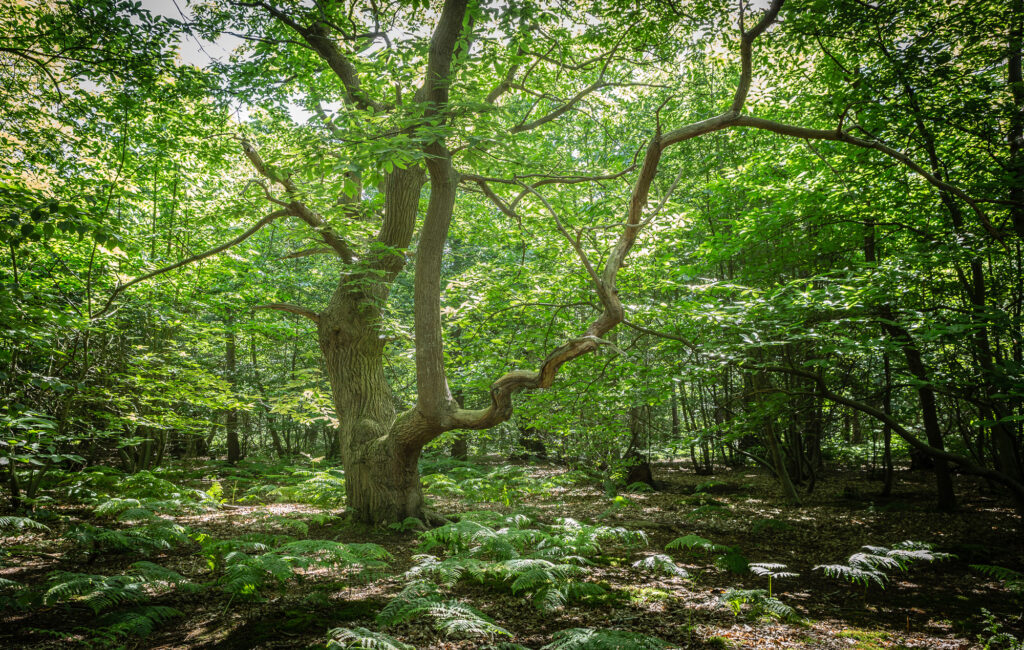 Grasp, Suffolk