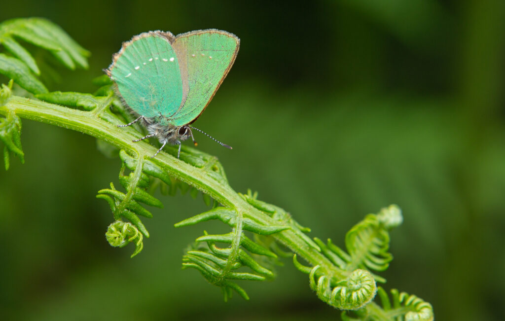 Green Hairstreak Butterfly