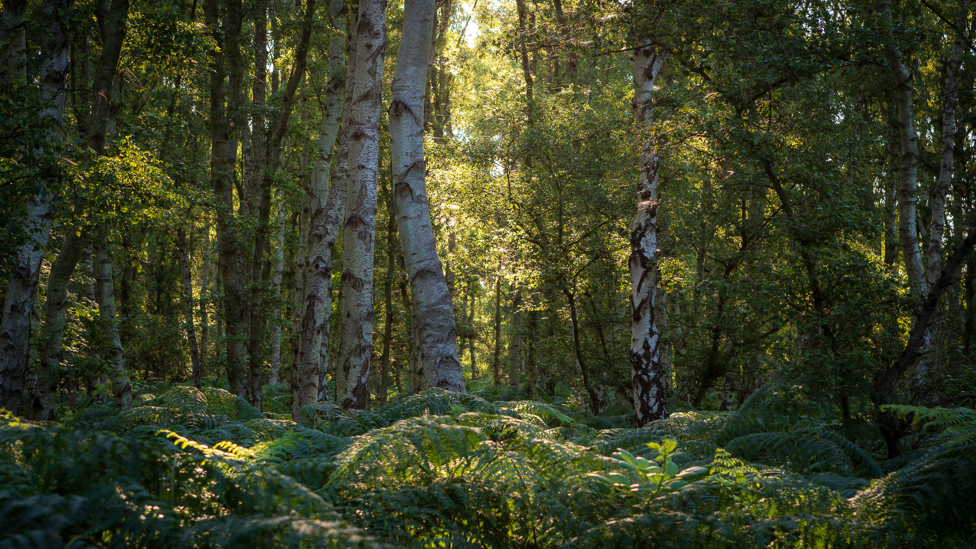 Glint, Suffolk