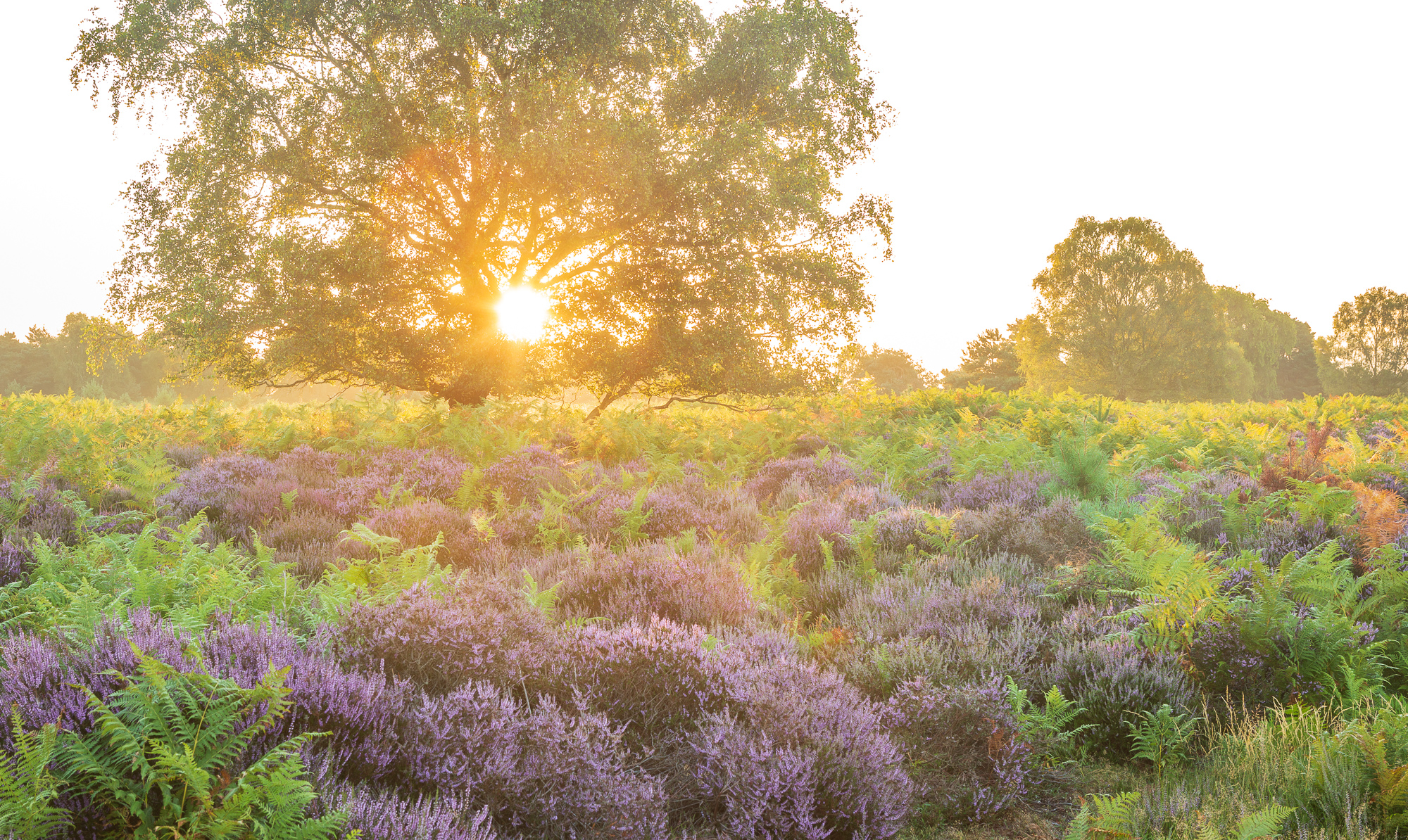 Aglow, Suffolk