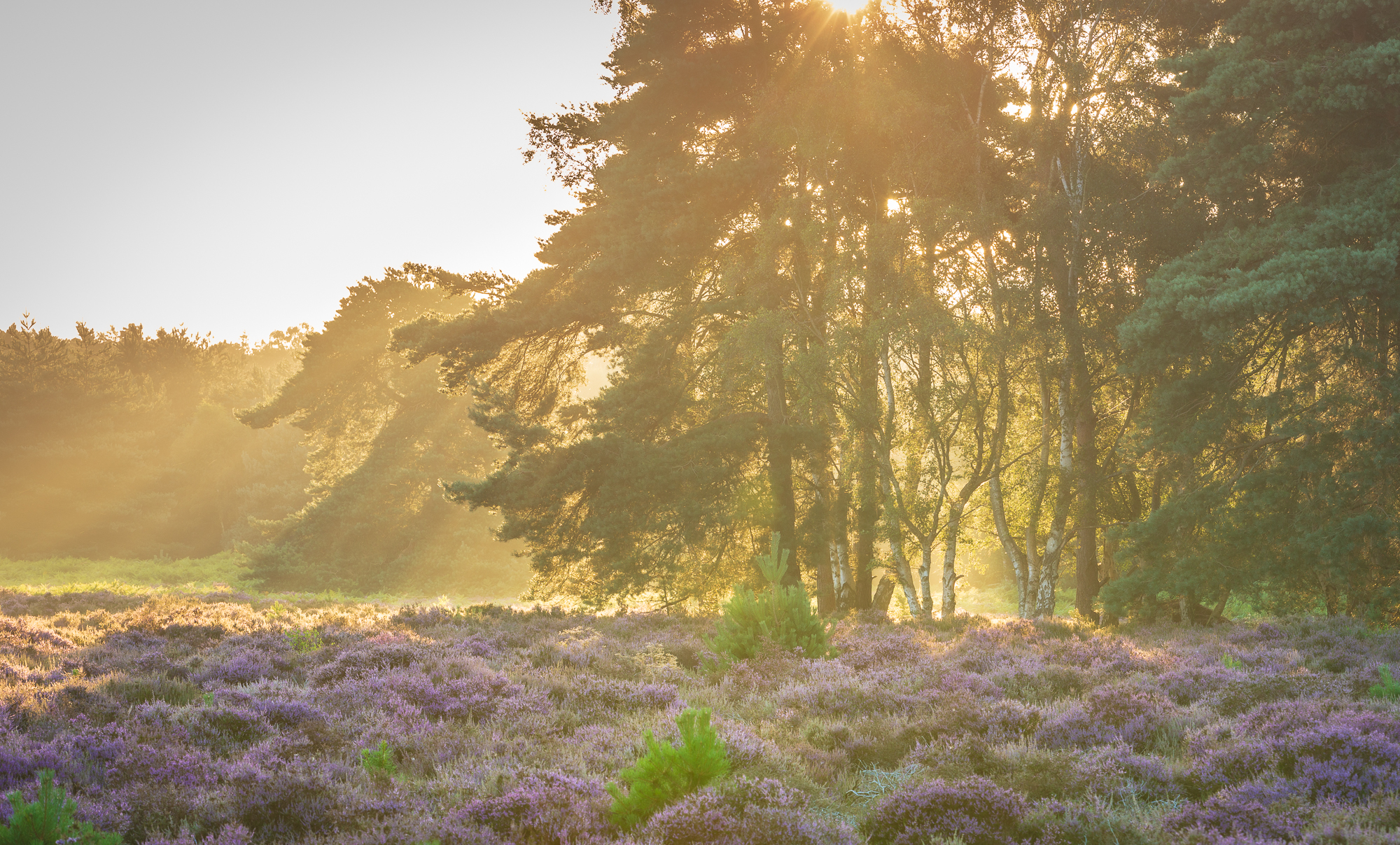 Echoes, Suffolk