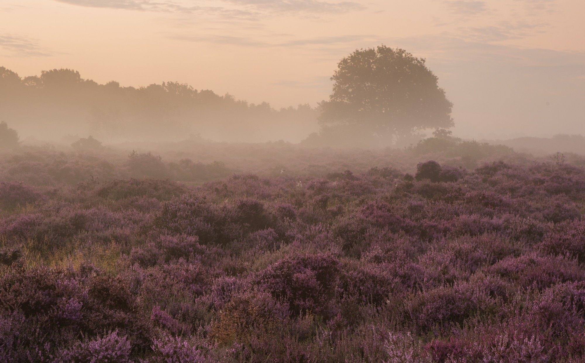 Revelry, Suffolk