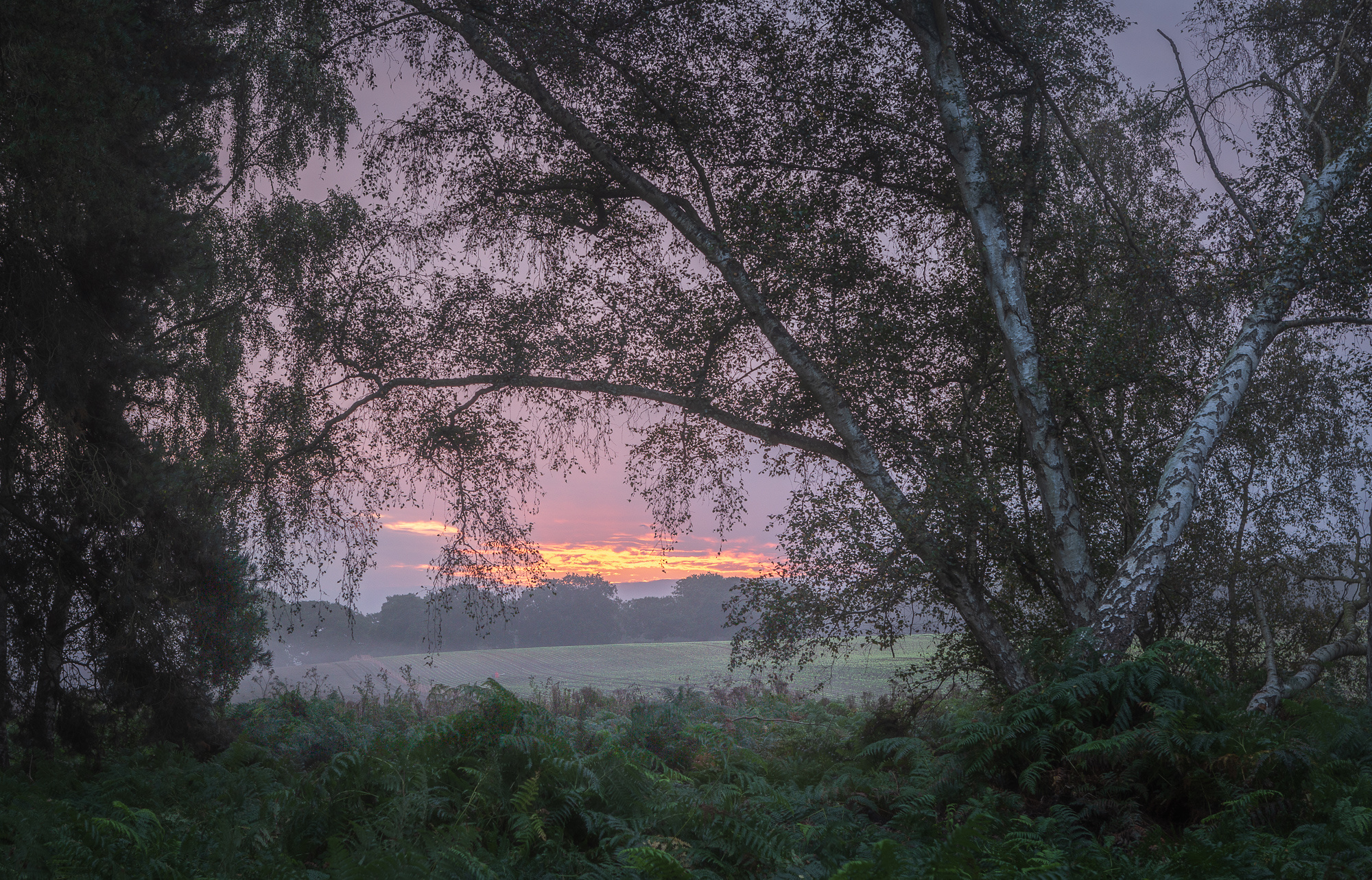 Dynamics, Rendlesham Forest