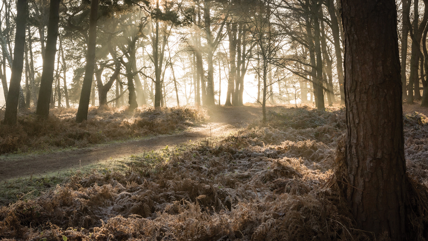 Inspirited, Suffolk