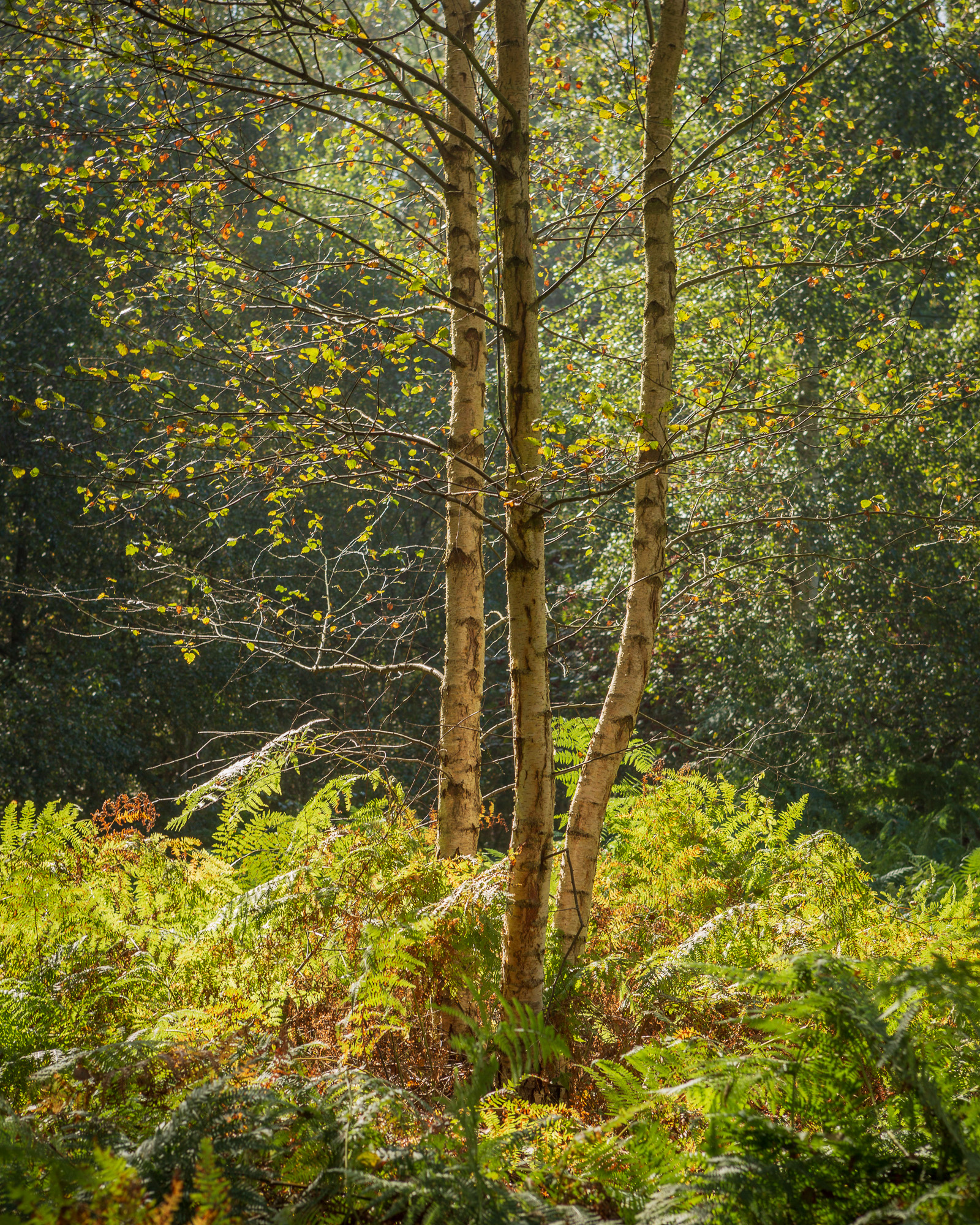 Kindle, Rendlesham