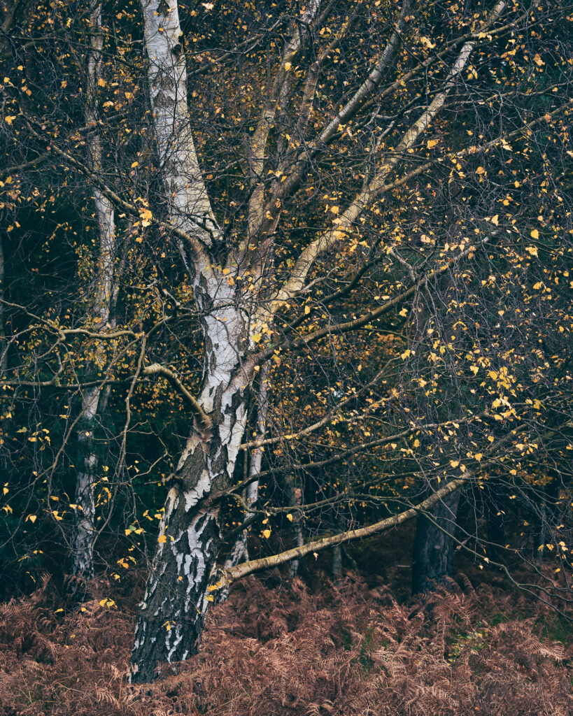 Confetti, Suffolk