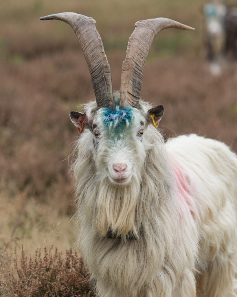 Goat, Suffolk