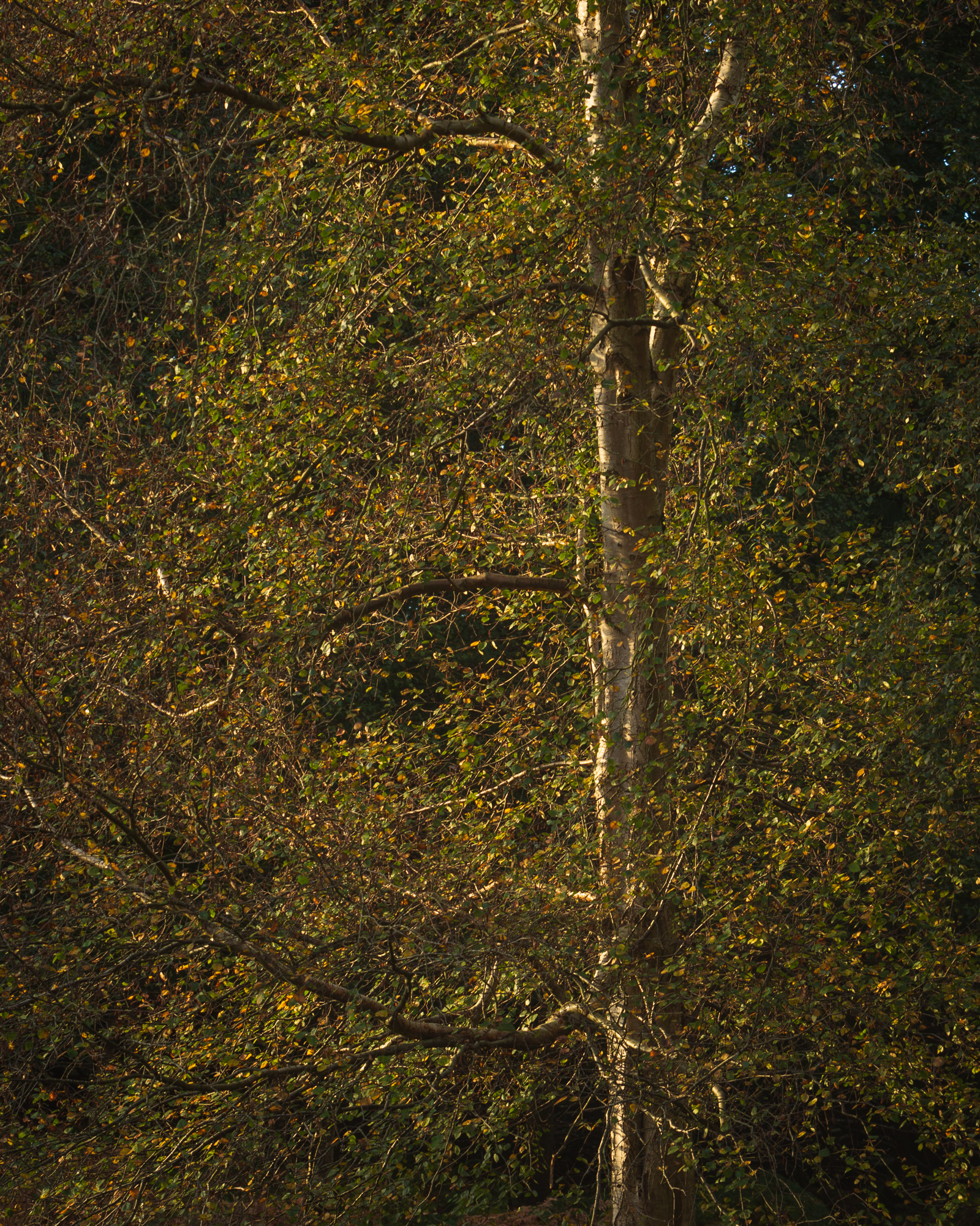 Autumnal praise, Suffolk