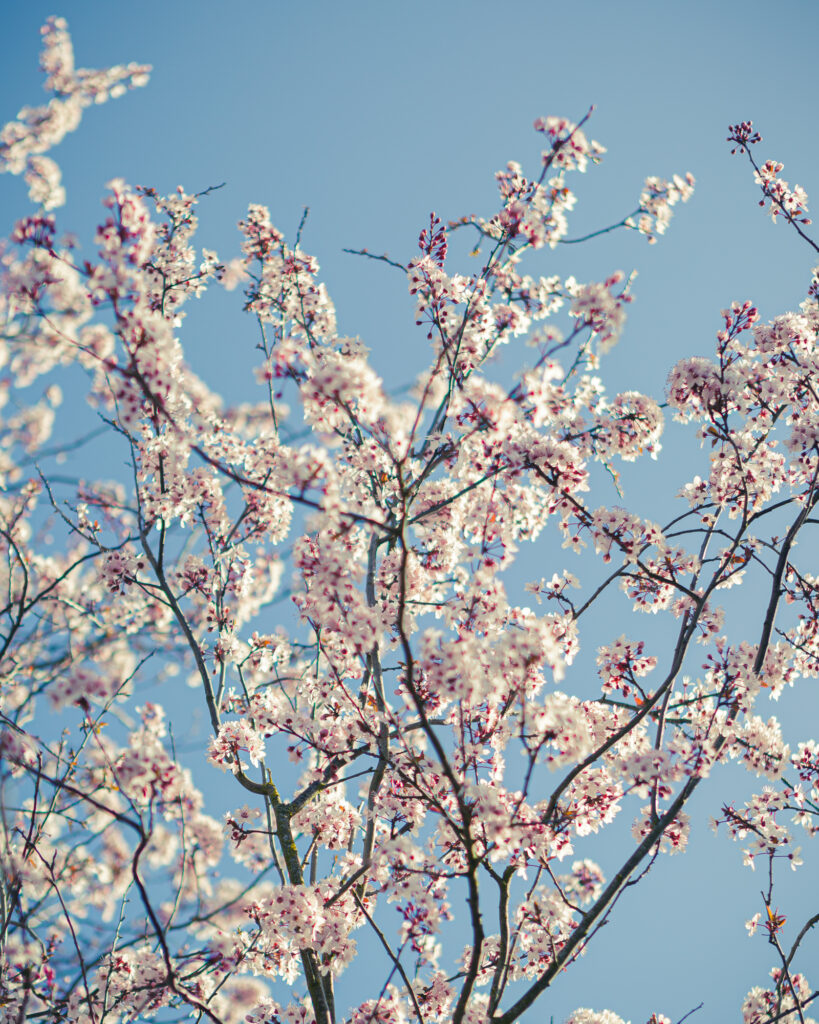 March - Fragrance, Ipswich, Suffolk