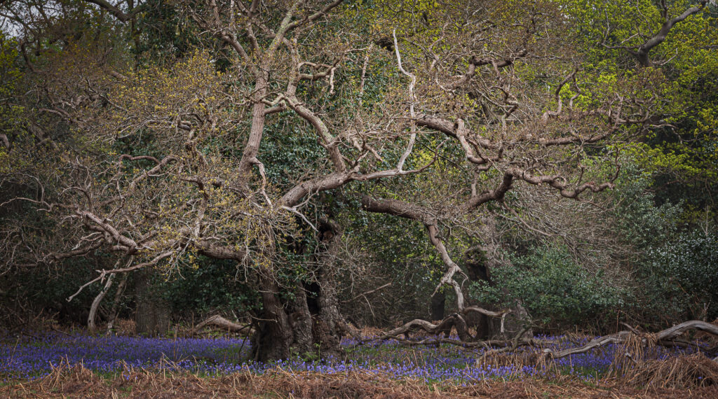 May - Medusa, Suffolk