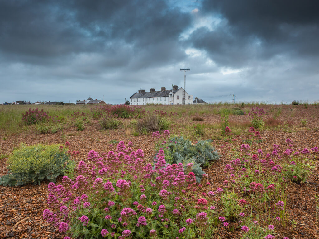 June - Piquant, Shingle Street, Suffolk