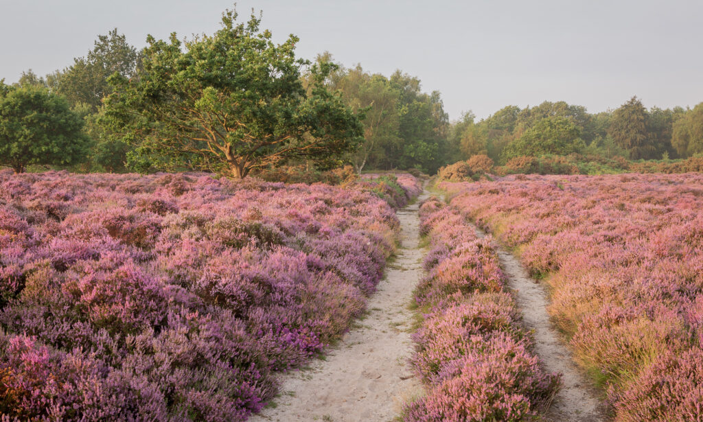 August - Amaranthine, Suffolk