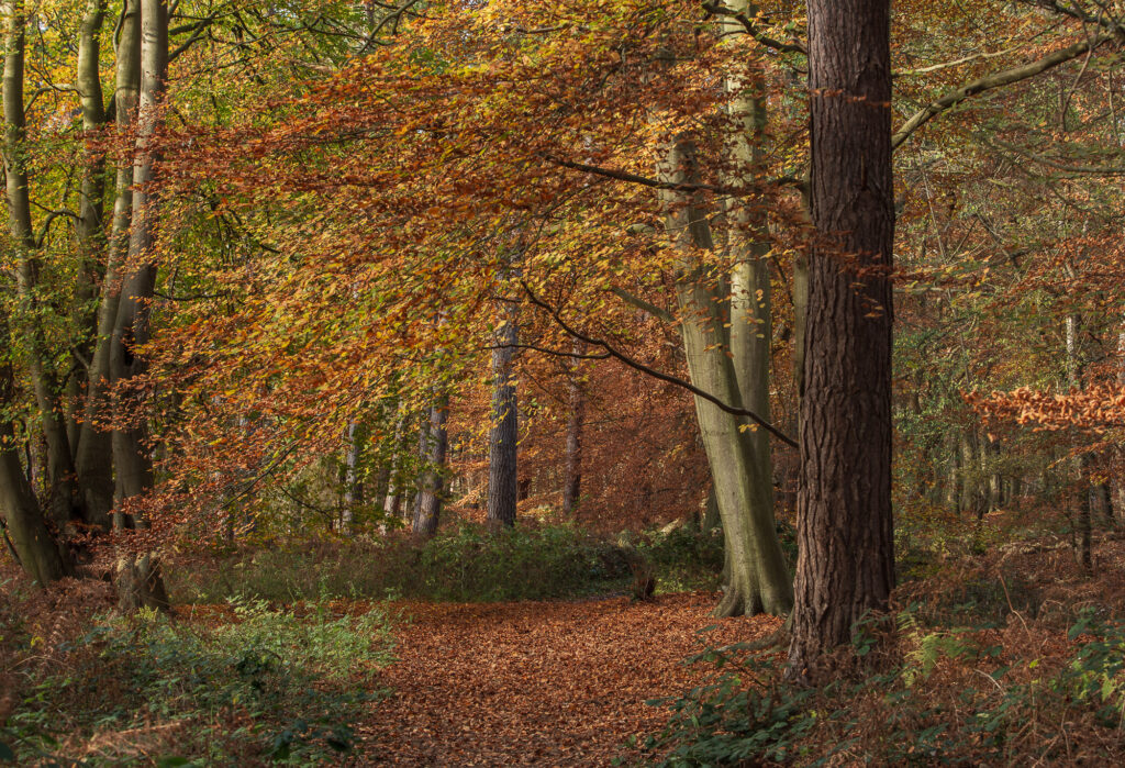 Burnt Sienna, Suffolk