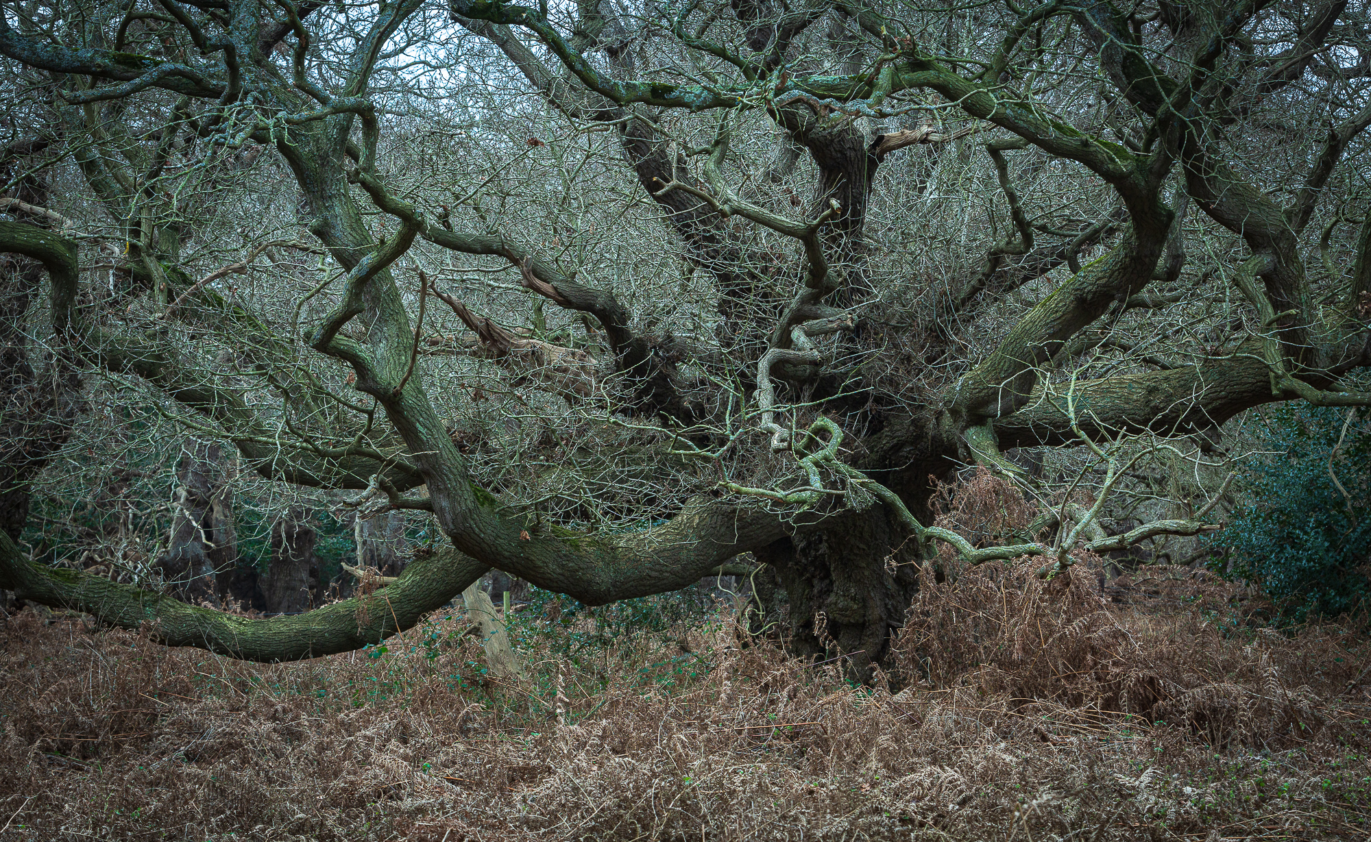 Octavius, Suffolk