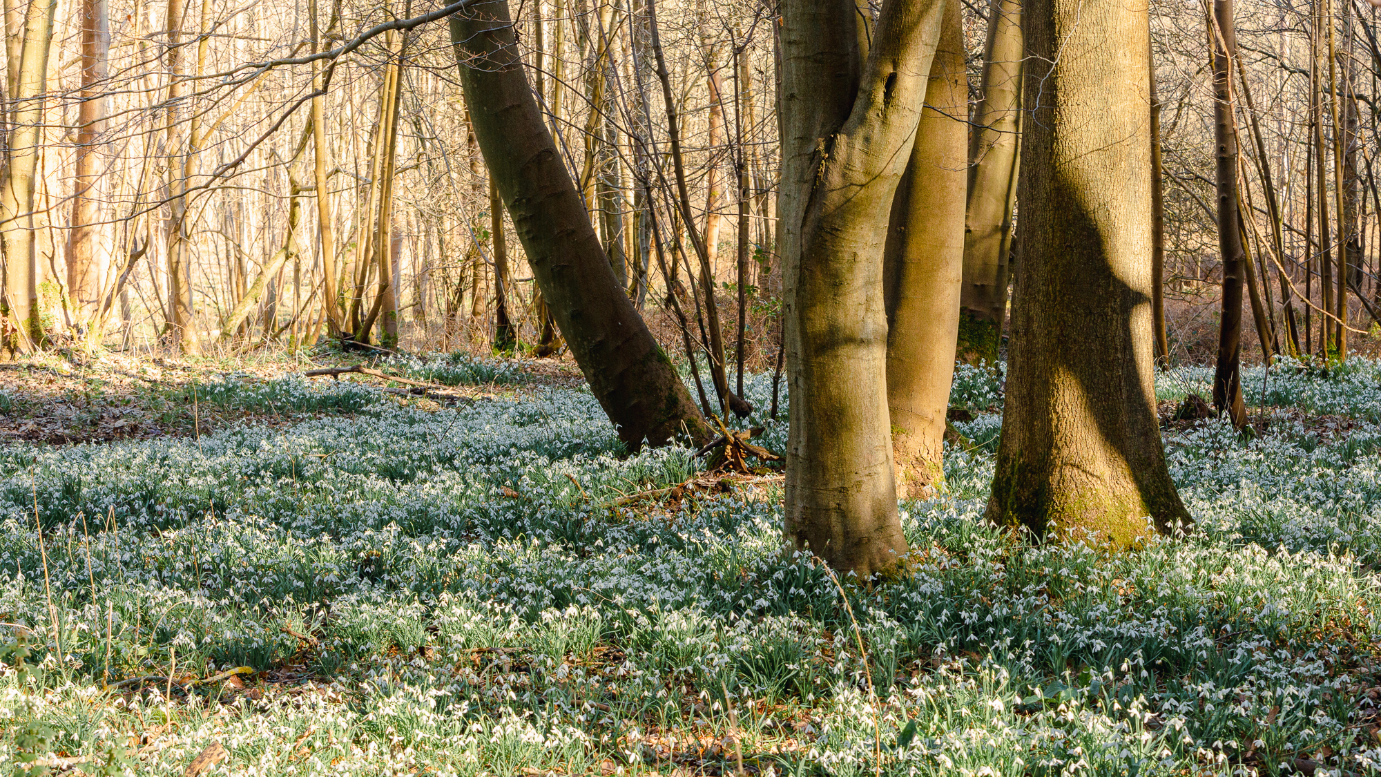 Blanketed, Suffolk