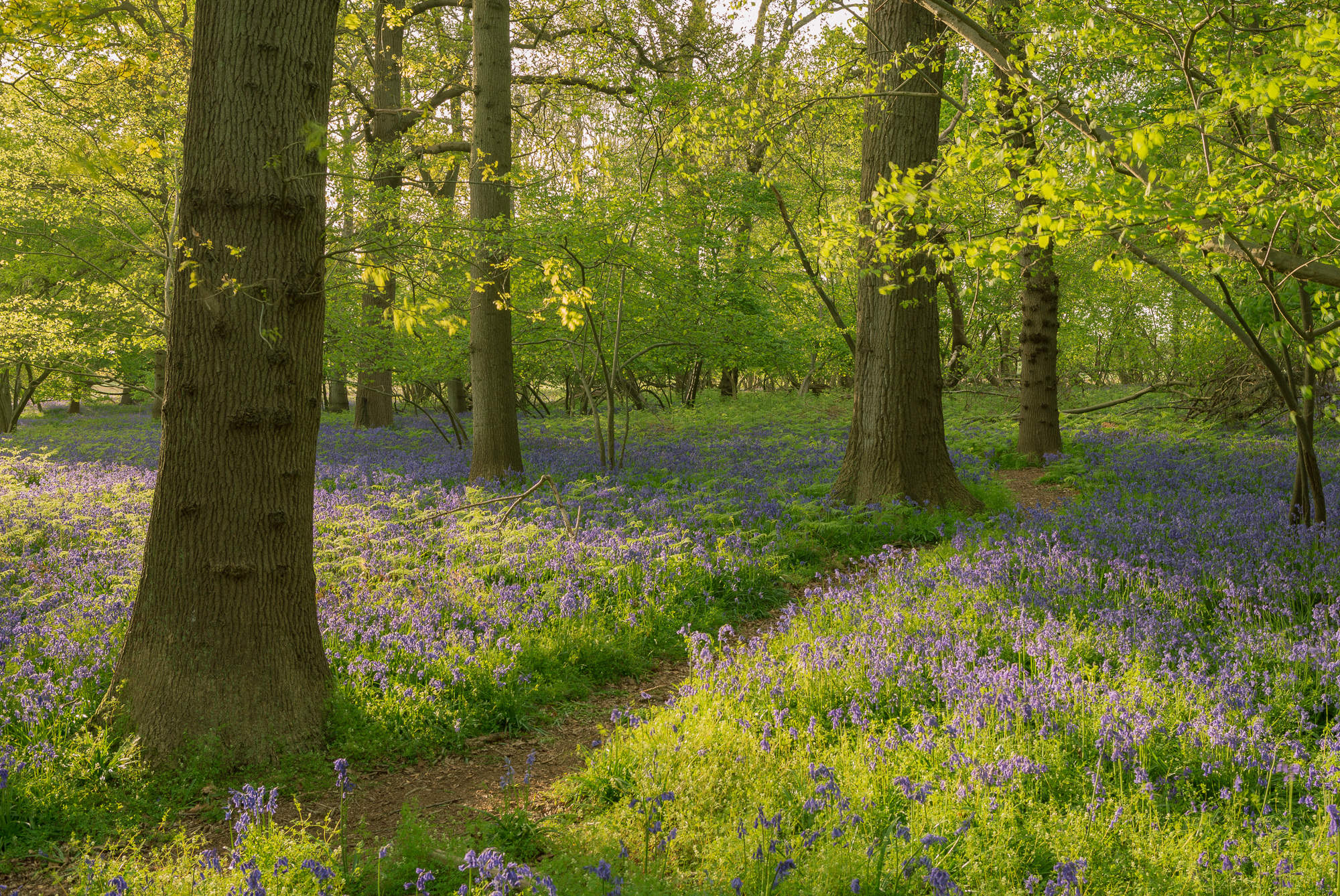 Congeniality, Suffolk