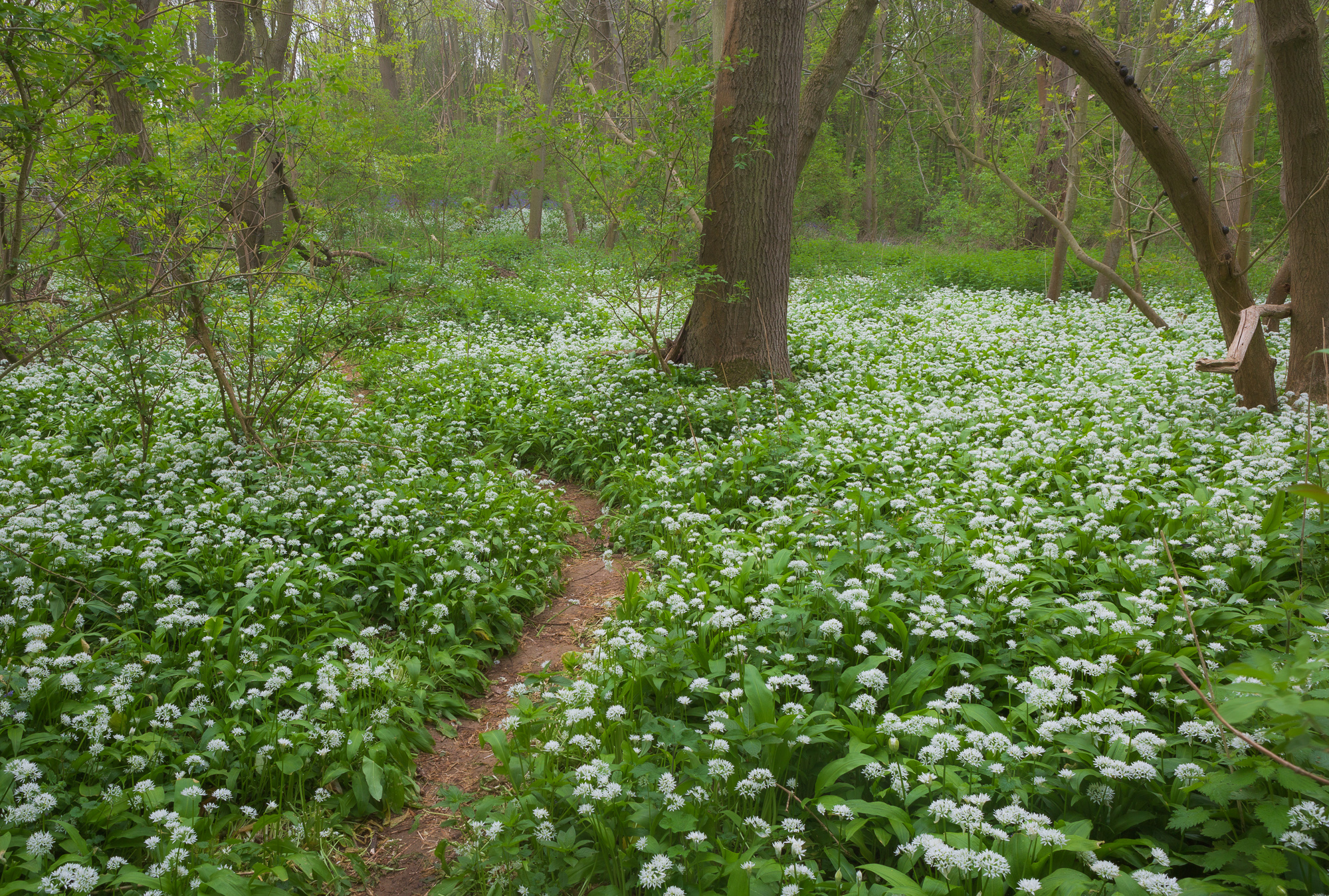 Lush, Suffolk