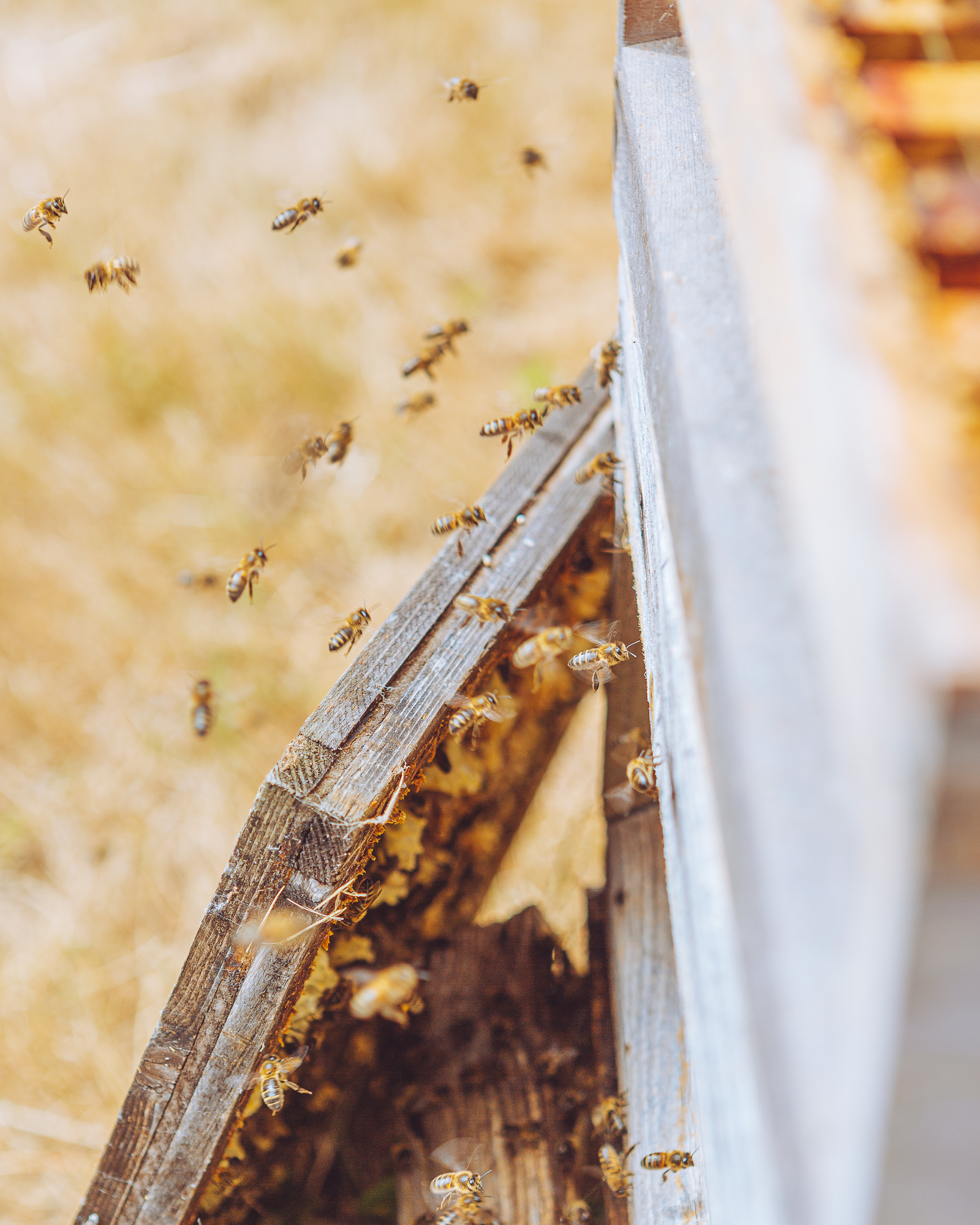 Hives - Bees