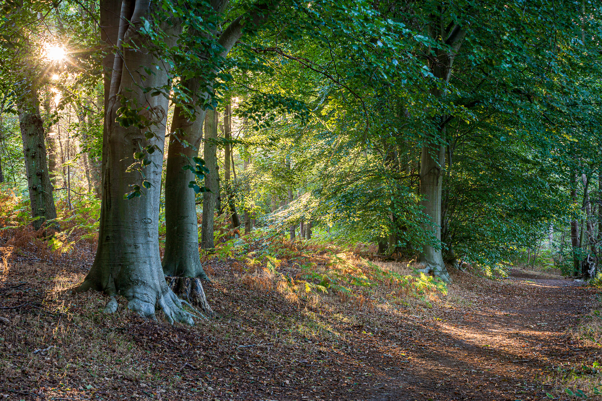 Longing, Suffolk