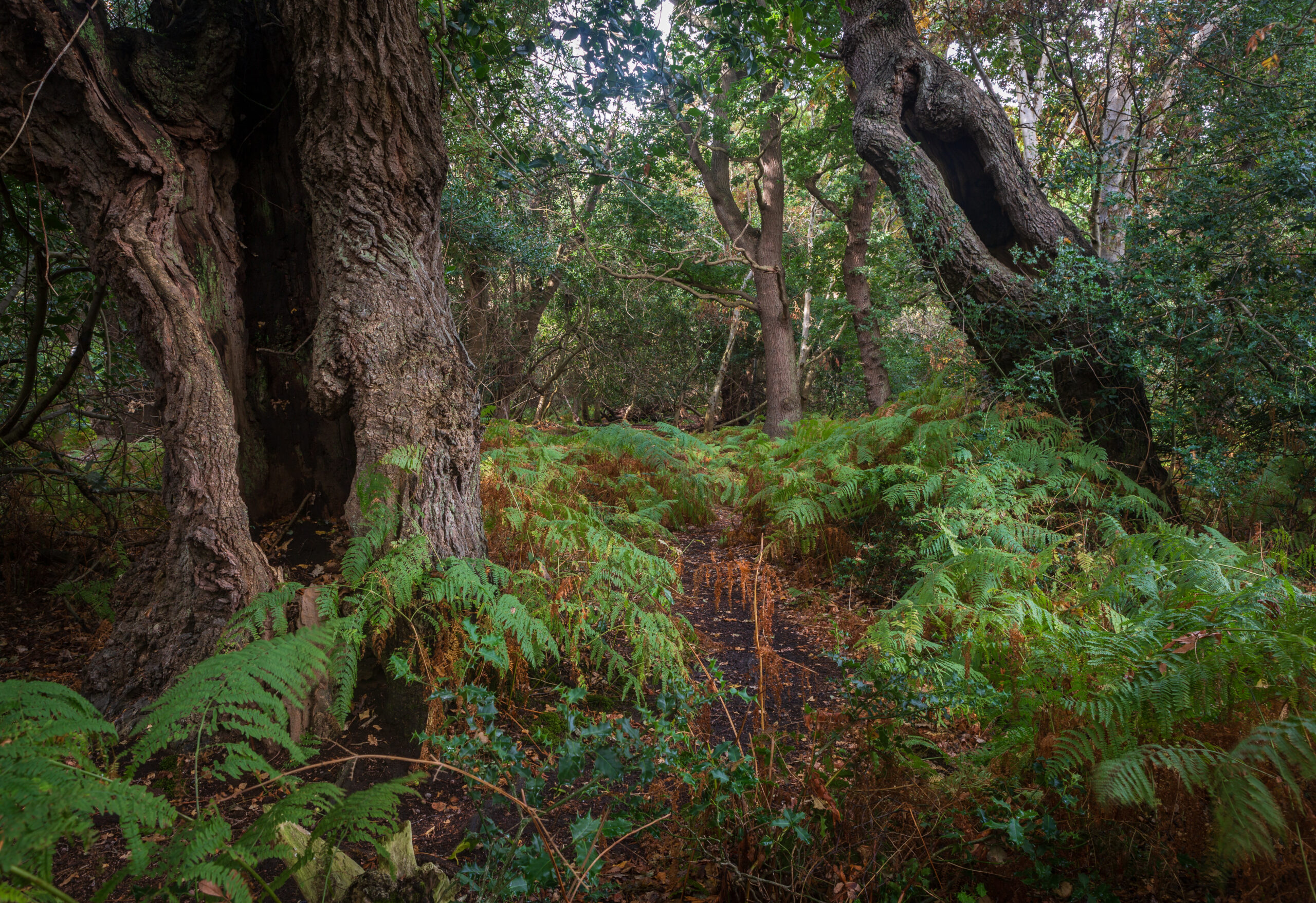 Primordial, Suffolk