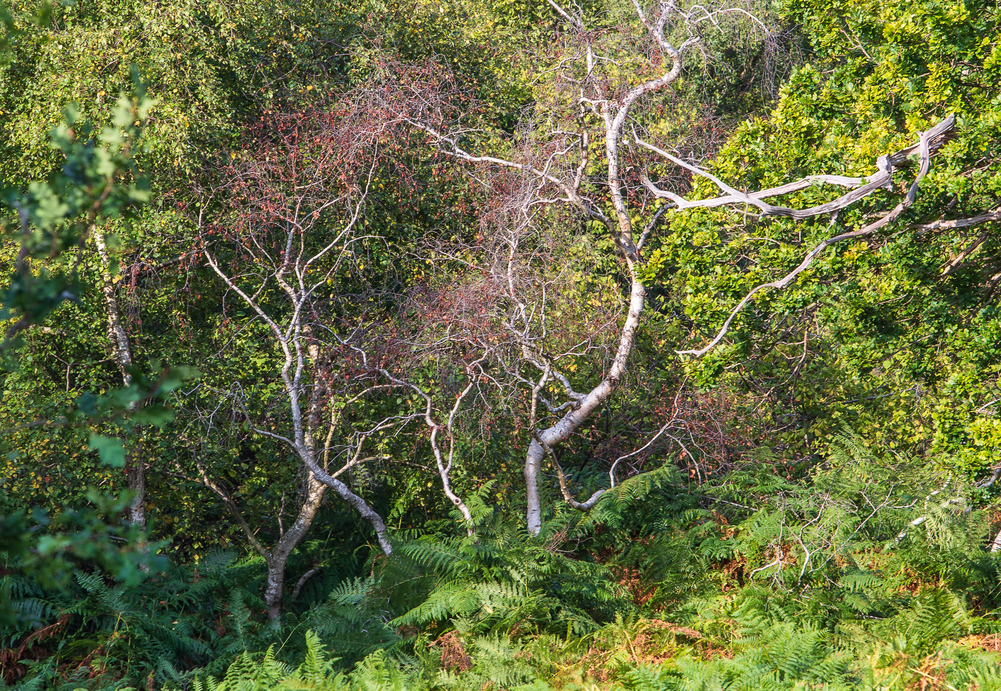 Ventricular, Suffolk