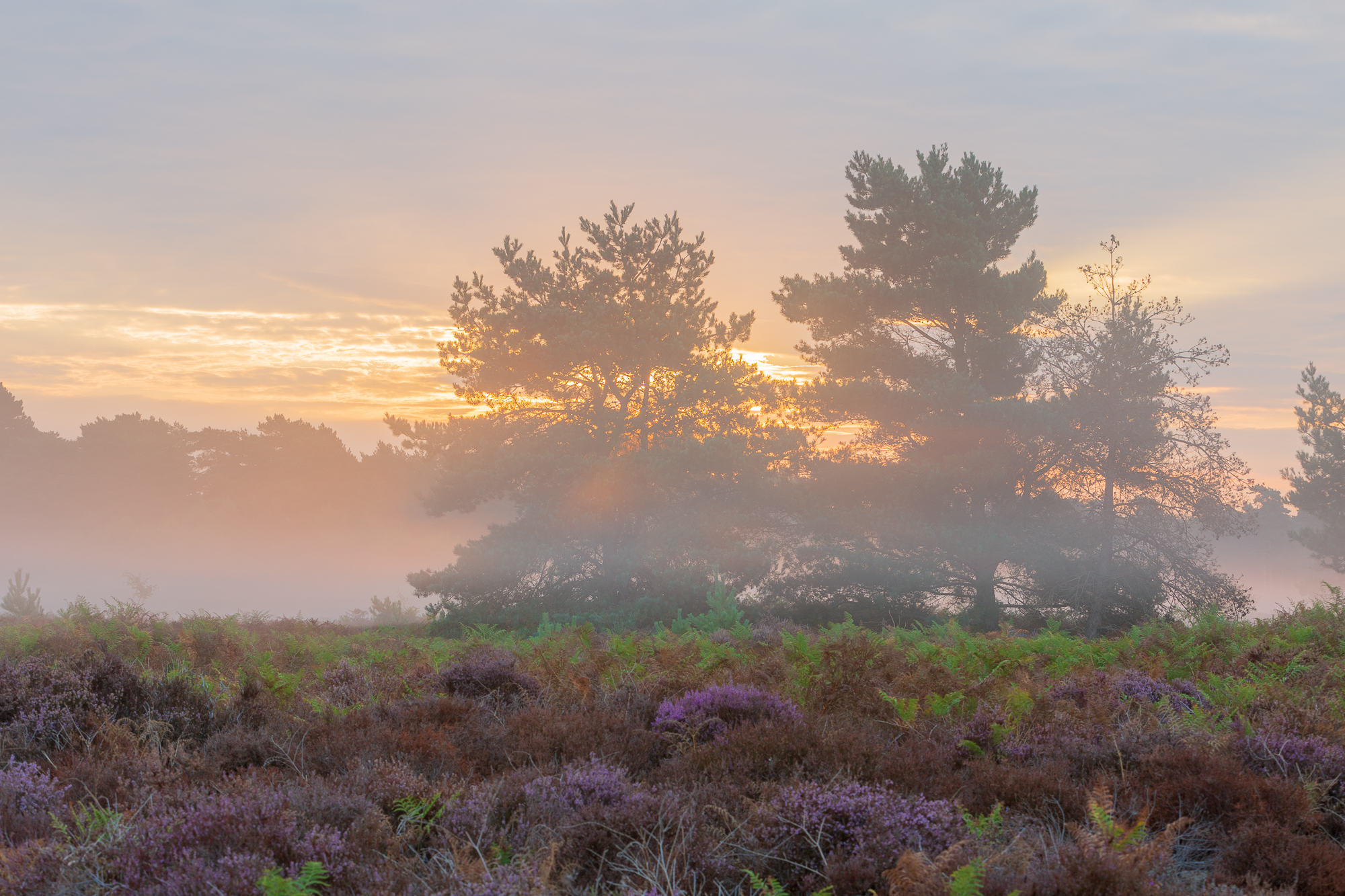 Transpire, Suffolk