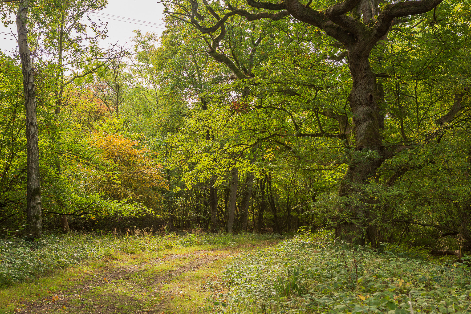 Garnering, Suffolk