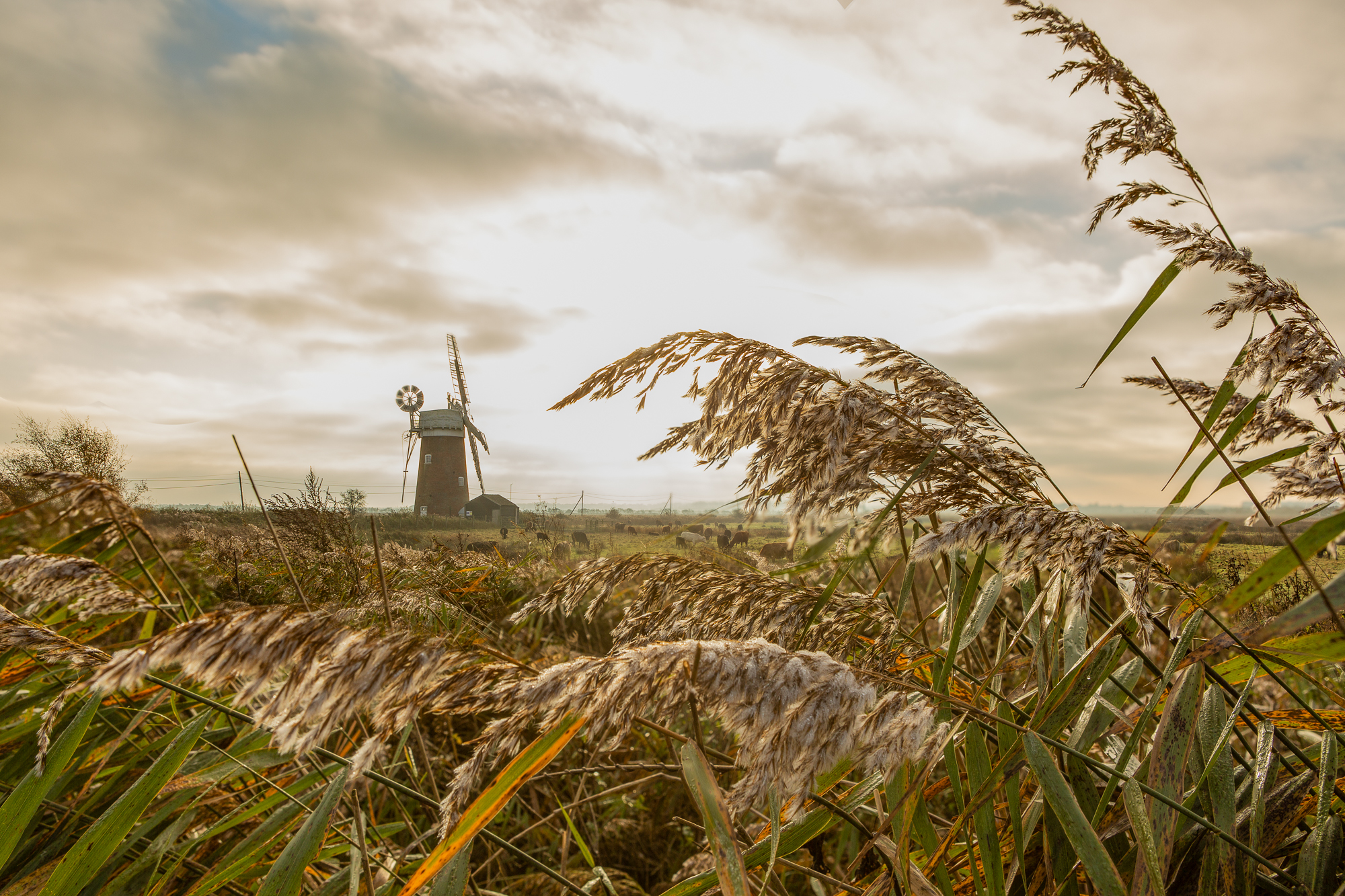 Approbative, Horsey Wind Pump