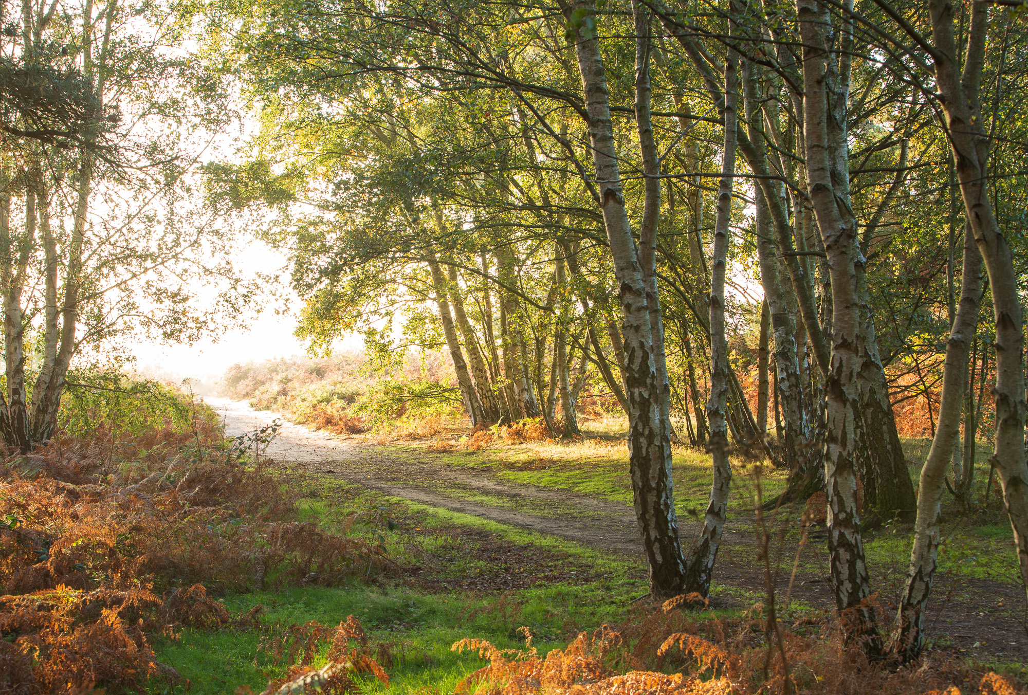 Candor, Suffolk