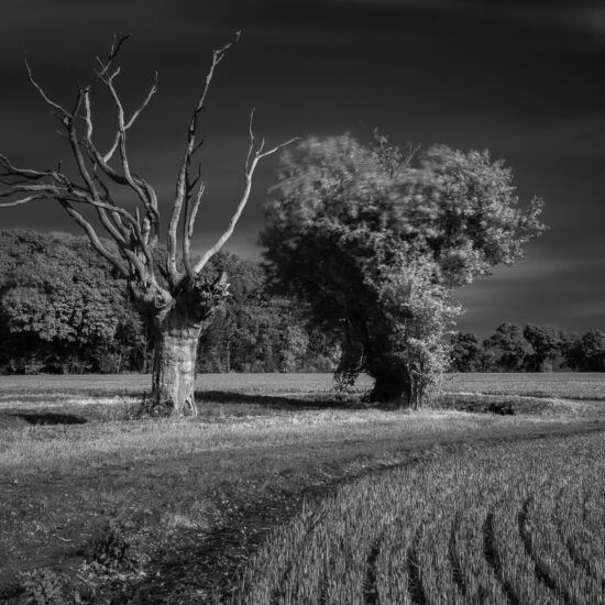 Compadres, Suffolk