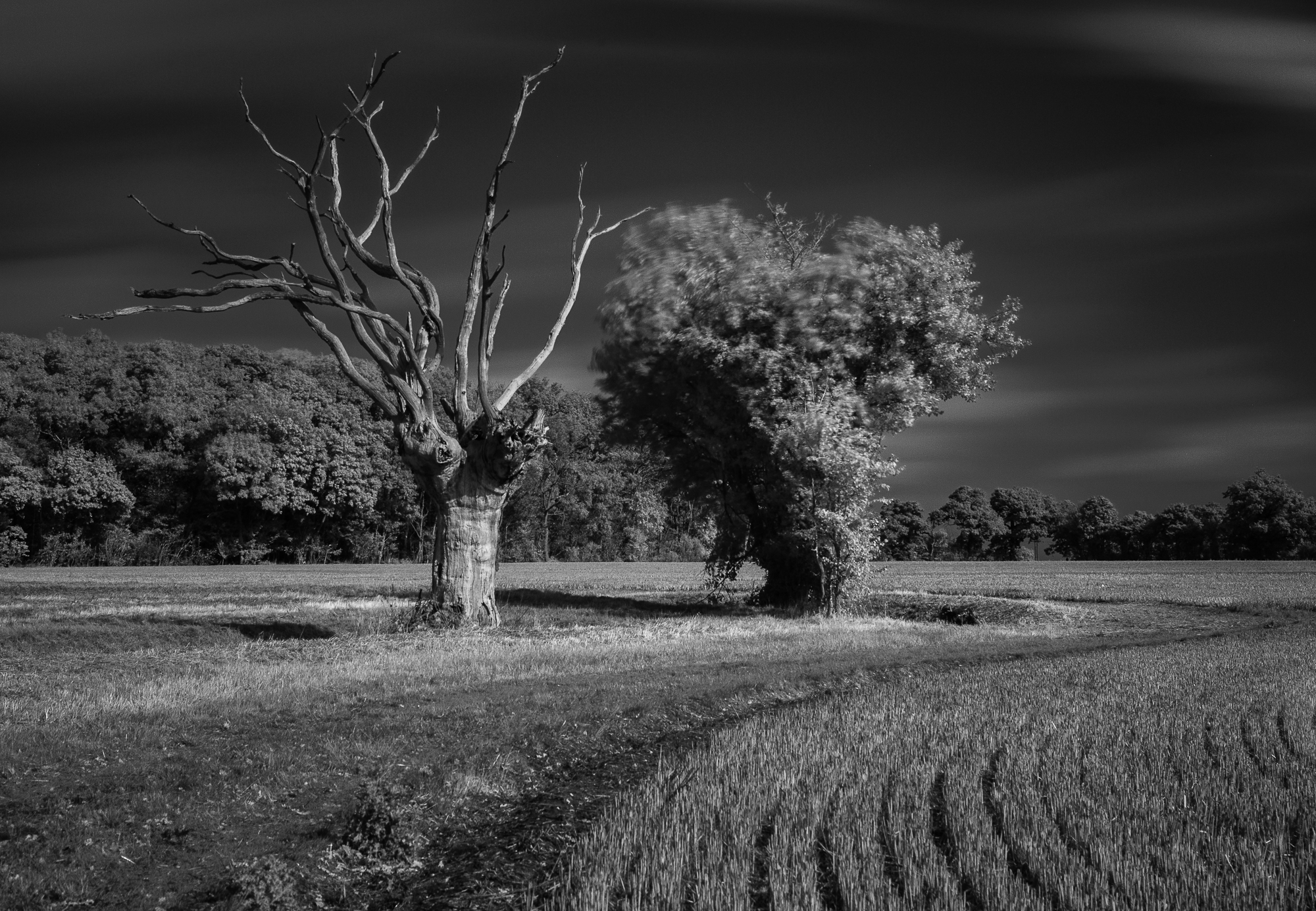 Compadres, Suffolk