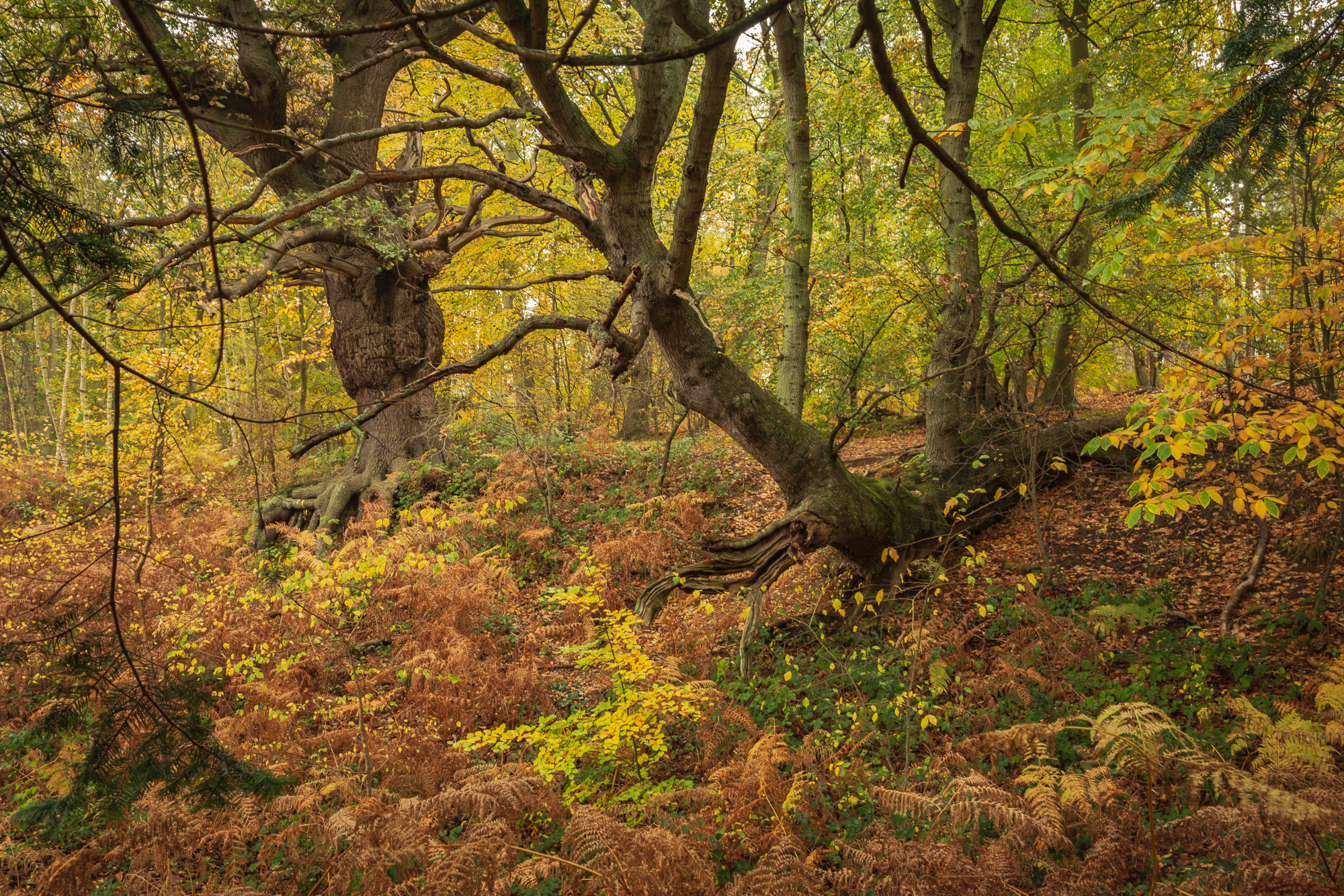 Ochre, Suffolk